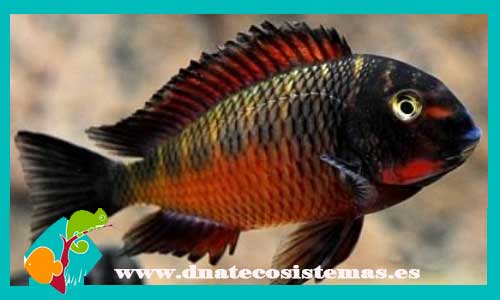 tropheus-moorii-chimba-f2-3cm-moorii-bemba-4-5cm-bembabulu-point-golden-kazumba-venta-de-peixe-online