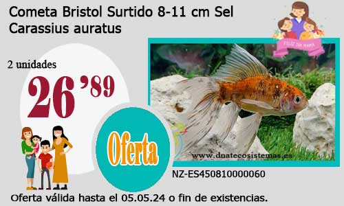 17-04-24-oferta-bristol-cometa-amarillo-8-11cm--venta-de-peces-online-venta-por-internet-de-animales-phyllantus-fluitans-tienda-de-peces-online-peces-por-internet
