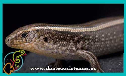 oferta-venta-scinco-brillante-eugongylus-mentovarius-tienda-de-reptiles-online-internet-reptiles-baratos-terrarios-tienda-reptiles-iguana-lagarto