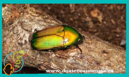oferta-escarabajo-brillante-verde-chlorocala-africana-tienda-invertebrados-online-venta-insectos-por-internet-tiendamascotasonline-tiendaanimalesinternet-barato