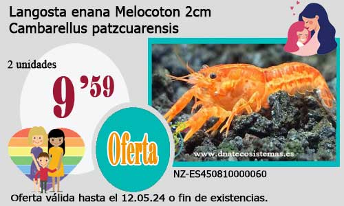 24-04-24-oferta-venta-langosta-enana-melocoton-2.5cm-tienda-de-invertebrados-baratos-online-venta-de-cangrejos-economicos-por-internet-tienda-de-peces-tropicales-en-rebajas-online