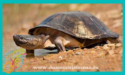 oferta-venta-tortuga-redondo-africano-pelusios-subniger-tienda-reptiles-baratos-online-venta-tortugas-economicas-por-internet-tienda-mascotas-rebajas-online