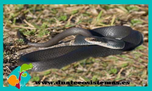coluber-constrictor-tienda-de-reptiles-serpiente-online-dnatecosistemas