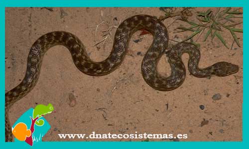 serpiente-gato-malgache-madagascariophis-colubrinus-tienda-de-animales-online-venta-de-serpiente-online-dnatecosistemas