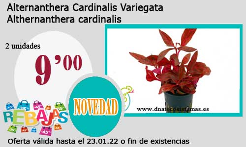 .Alternanthera Cardinalis Variegata