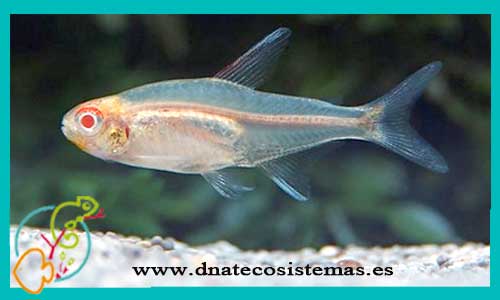 Hemigr. erythrozonus neon rose (m) 2.50 cm - Tetras - Oxyfish vente