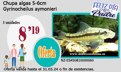 13-03-24-oferta-venta-chupa-algas-5-6cm-gyrinocheilus-aymonieri-tienda-peces-tropicales-baratos-con-envio-venta-peces-bonitos-por-internet-tienda-mascotas-rebajas-peces-online