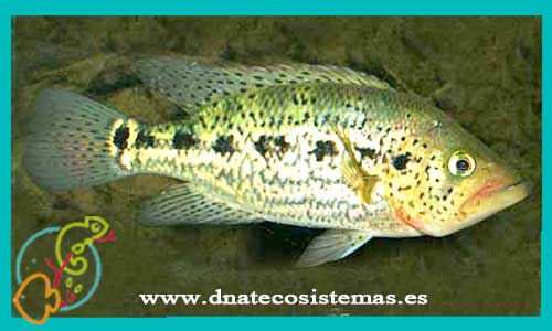 oferta-venta-cichlasoma-jaguar-verde-5-6cm-ccee-petenia-splendida-kraussii-tienda-peces-online-venta-ciclidos-americanos-por-internet-tienda-mascotas-peces-cilcidos-rebjas-envio