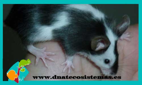 mus-musculus-raton-negro-marmol-praomys-natalensis-roton-espinoso-acomys-cahirinus-tienda-de-animales-venta-de-ratones-online-venta-de-conejos-hurones-jaulas-pienso