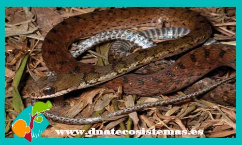 serpiente-listada-del-desierto-psammophis-sibilans-tienda-de-reptiles-online-venta-de-reptiles-online-tienda-de-serpientes-culebras-baratas