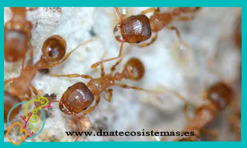 oferta-hormigas-tretramorium-meridionale-reina-tienda-de-invertebrados-online-venta-de-hormigas-por-internet-tiendamascotasonline-venta-reptiles-online-barato-economico