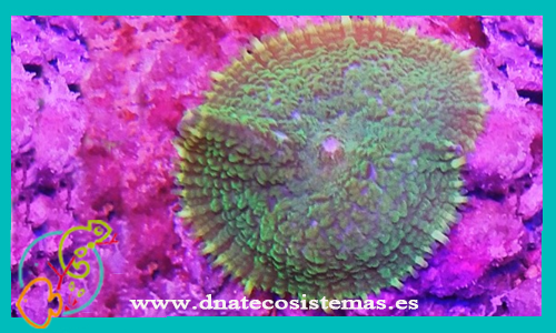 rhodactis-esqueje-verde-1-cabeza-a-venta-de-corales-baratos-