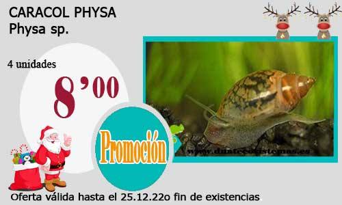CARACOL PHYSA