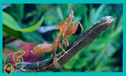oferta-mantis-fantasma-phyllocrania-paradoxa-tienda-de-insectos-online-venta-matis-por-internet-tiendamascotasonline-economico-barato