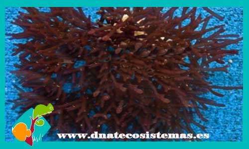 alga-red-bamboo-m-solieria-spp-venta-de-peces-marinos-baratos