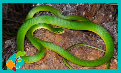 serpiente-verde-insectivora-opheodrys-aestivus-serpiente-baratas-tienda-de-peces-online-reptiles