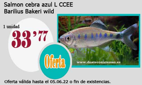 .Salmon cebra azul L CCEE