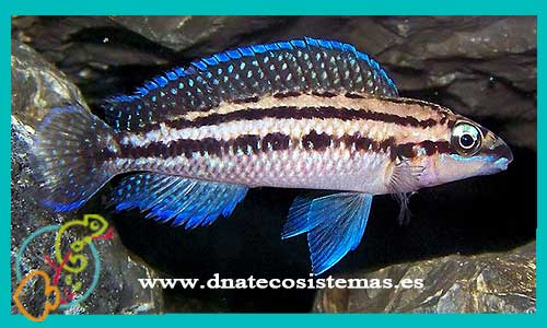 oferta-venta-julidochromis-dickfeldi-5-7cm-marlieri-ornatus-regani-transcriptus-tienda-peces-tropicales-baratos-online-venta-peces-lago-tanganica-por-internet-tienda-mascotas-peces-africanos-rebajas-envio