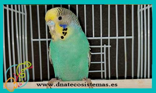 oferta-periquito-azul-cabeza-amarilla-melopsitacus-undulatus-tienda-de-animales-mascotas-pajaros-online-venta-de-pajaros-por-internet