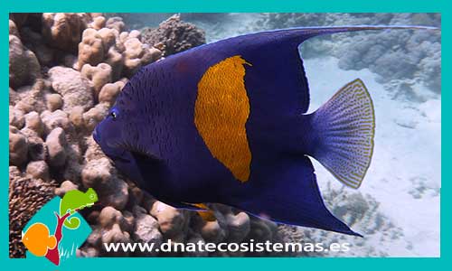 pomacanthus-asfur-tienda-de-peces-online-peces-por-internet-mundo-marino-todo-marino
