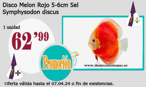 Disco Melon Rojo  5-6cm Sel.