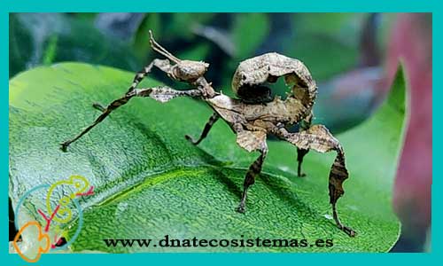 oferta-venta-insecto-palo-extatosoma-tiaratum-lichen-tienda-invertebrados-baratos-online-venta-insectos-calidad-bonitos-por-internet-tienda-mascotas-rebajas-con-envio