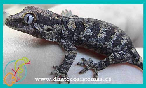 oferta-venta-gecko-crestado-s-rhacodactylus-auriculatus-tienda-de-reptiles-baratos-online-venta-de-geckos-economicos-por-internet-tienda-mascotas-rebajas-online