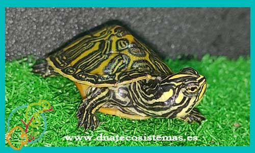 oferta-venta-tortuga-laberinto-baby-pseudemys-nelsoni-tienda-tortuga-patas-cabezas-rojas-online-venta-tortugas-calidad-baratas-por-internet-tienda-dnatecosistemas-reptiles-rebajas-bonitos-online