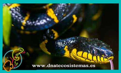 oferta-venta-serpiente-del-manglar-m-l-boiga-dendrophila-tienda-de-reptiles-baratos-online-venta-de-serpientes-economicos-por-internet-tienda-de-mascotas-en-rebajas-online