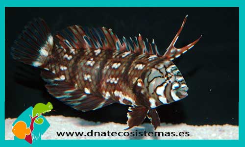 novaculichthys-taeniourus-6-8cm-tienda-de-peces-online-peces-por-internet-mundo-marino-todo-marino