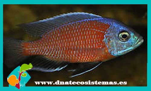 copadichromis-borleyi-red-sel-fin-3-5cm-tienda-de-peces-online-peces-por-internet-peces-venta-de-peces-africanos