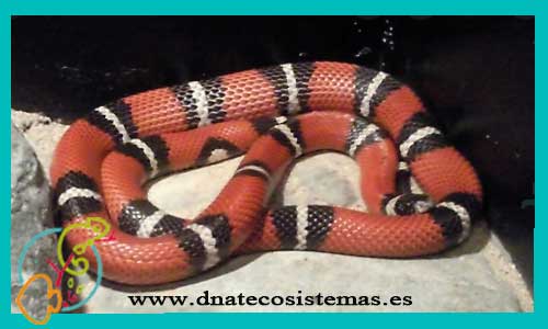 oferta-serpiente-falsa-coral-lampropeltis-triangulum-hondurensis-sianloe-tienda-de-reptiles-online-reptiles