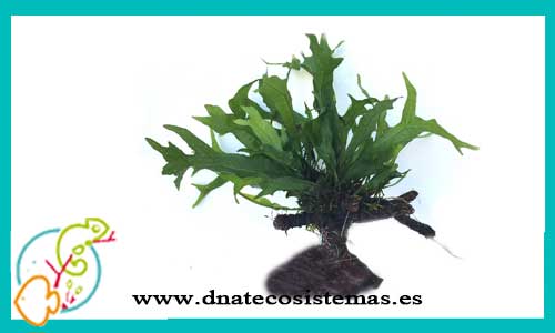 oferta-bonsai-con-microsorium-2-tienda-de-plantas-para-acuarios-de-agua-dulce-baratos-online-venta-bonsai-para-aquascaping-economico-por-internet-tiendamascotasdnatecosistemasonline