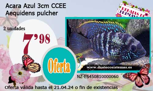 03-04-24-oferta-venta-acara-azul-3cm-ccee-aequidens-pulcher-tienda-de-peces-americanos-baratos-online-venta-peces-tropicales-economicos-por-internet-tienda-ciclidos-rebajas-online