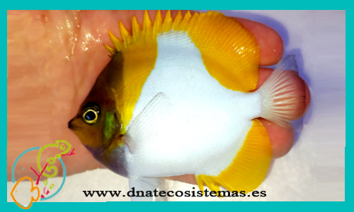 hemitaurichthys-polylepis-6-8cm-tienda-de-peces-online-peces-por-internet-mundo-marino-todo-marino