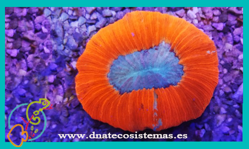 mussidae-spp-multicolor-tienda-de-peces-online-acuario-plantas-algas-comida-alimento-congelado-seca-vivo