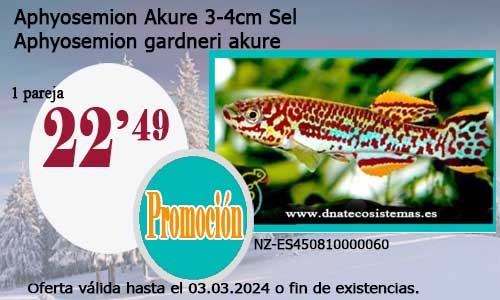 Aphyosemion Akure 3-4cm Sel.