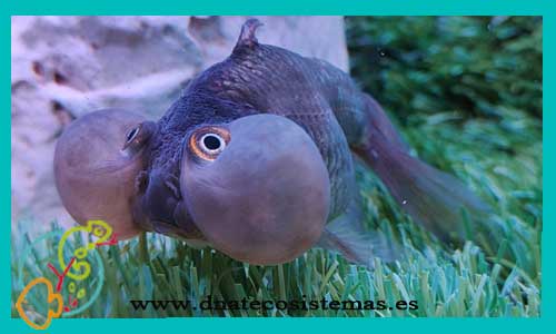 oferta-ojo-burbuja-blanco-pez-ojoburbuja-8-11-venta-de-peces-online-tienda-de-peces-online