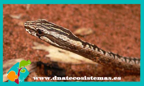 culebra-terretre-malgache-mimophis-mahfalensis-tienda-de-reptiles-online-venta-de-culebras-baratas