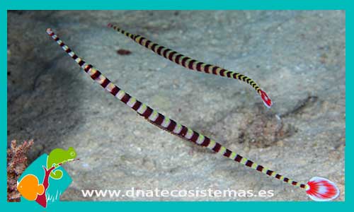 dunckerocampus-dactyliophorus-tienda-de-peces-online