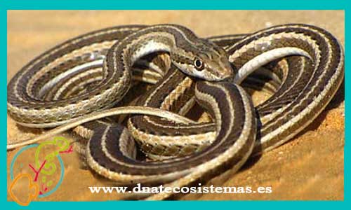 oferta-venta-serpiente-rayada-de-indonesia-xenochrophis-vittatus-melanzostus-trianguligerus-flavipunctatus-piscator-tienda-reptiles-online-venta-culebras-por-internet-tienda-mascotas-reptiles-rebajas-con-envio