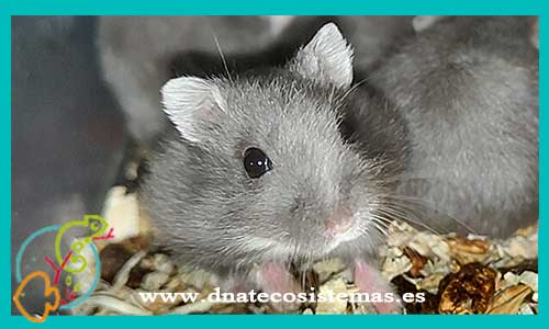 oferta-venta-hamster-ruso-azul-phodopus-sungorus-tienda-de-mamiferos-baratos-online-venta-de-mascotas-economicas-por-internet-tienda-hamster-relago-online