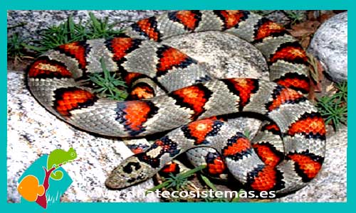 serpiente-real-mexicana-lampropeltis-mexicana-tienda-de-reptiles-online