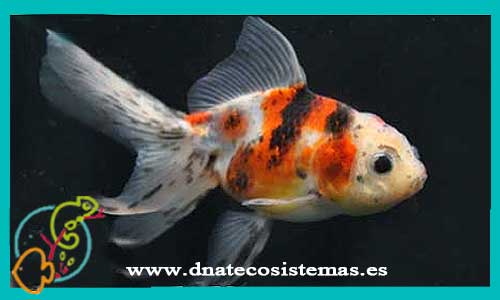oferta-venta-oranda-calico-6-7-escama-perlada-corona-goldfish-carpin-peces-de-colores-tienda-de-peces-venta-de-peces-online-de-agua-fria