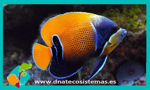 pomacanthus-narvachus-m-tienda-de-peces-online-peces-por-internet-mundo-marino-todo-marino