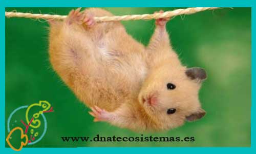 oferta-venta-hamster-comun-naranja-mesocricetus-auratus-tienda-de-mamiferos-baratos-online-venta-de-mascotas-economicas-por-internet-tienda-hamster-relago-online