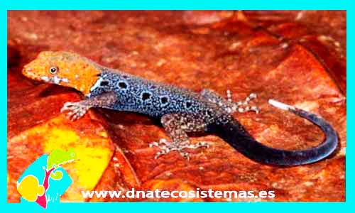 gecko-cabeza-amarilla-adulto-gonatodes-alboguralis-venta-tienda-de-reptiles-online