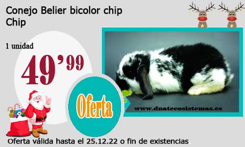 Conejo Belier bicolor chip