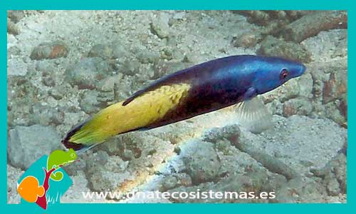 labroides-bicolor-tienda-de-peces-online-peces-por-internet-mundo-marino-todo-marino