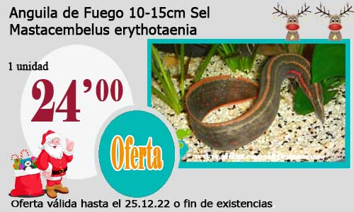 Anguila de Fuego 10-15cm Sel